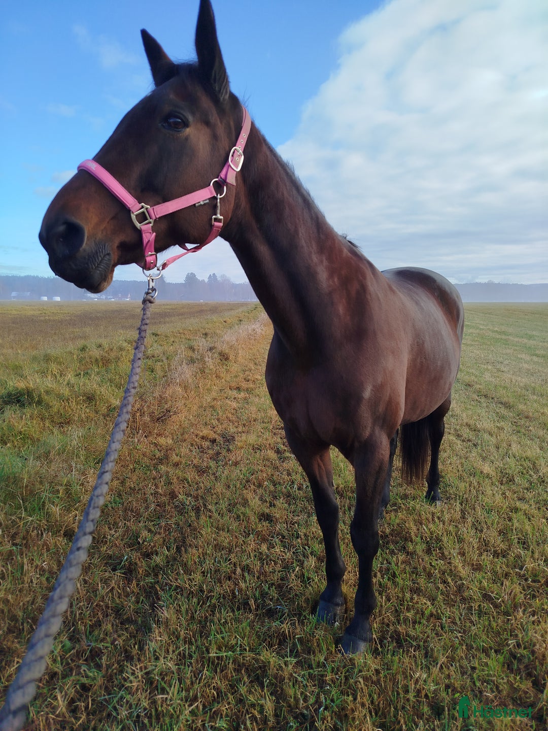 Allround hästar till salu: Sto till sällskap  i Ekshärad - Annons 3