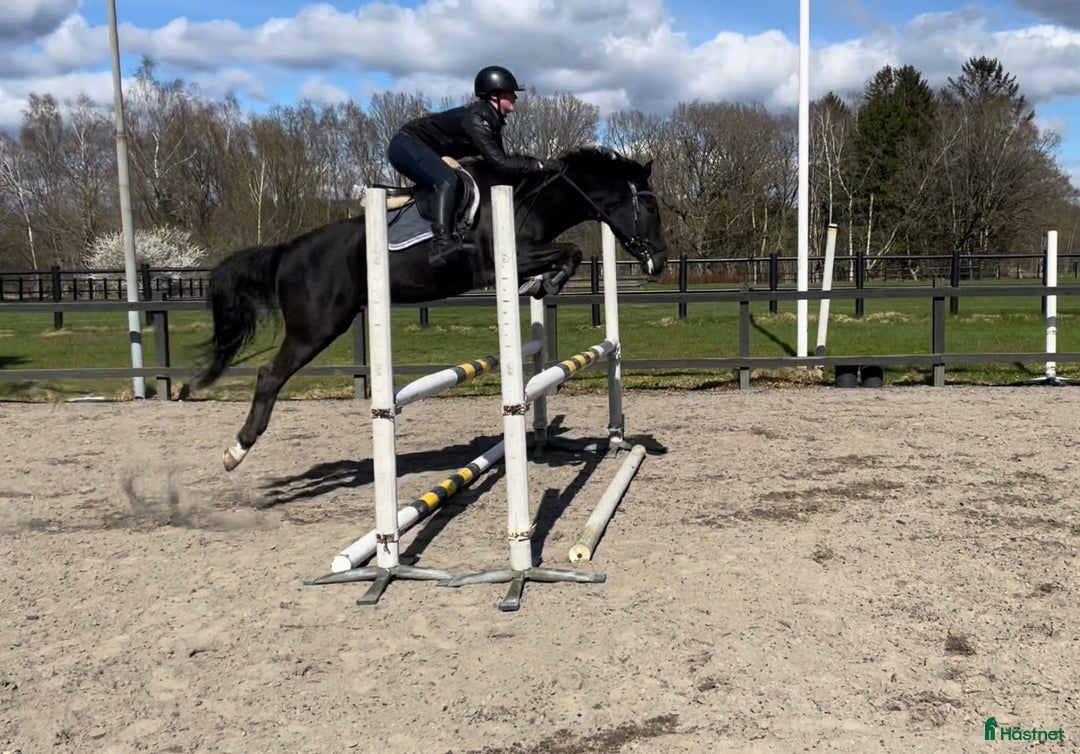 Allround hästar till salu: Lättlärd ponny med kapacitet i Halmstad - Annons 2