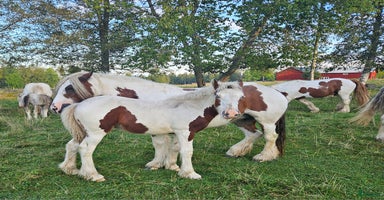  hästar i Närkesberg - Annons 6