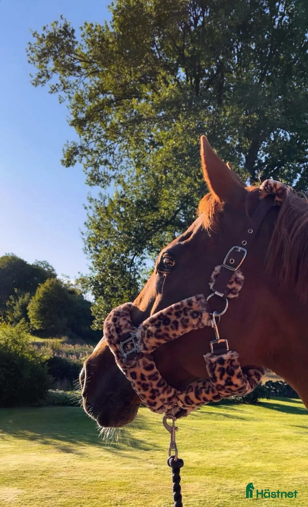  foderhäst finnes: Härligt sto - Annons 1