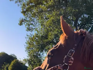 foderhäst Härligt sto - Annons 2