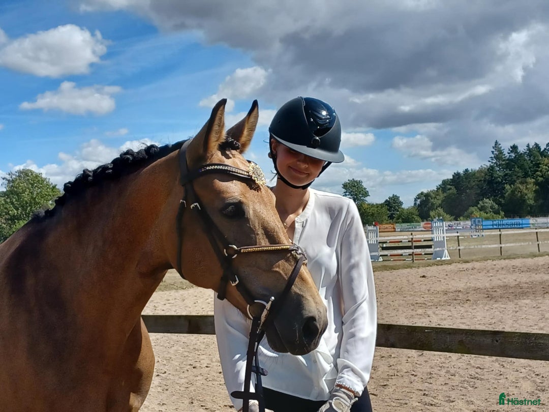 Fälttävlan hästar till salu: Fantastisk fälttävlansponny i Uppsala - Annons 6