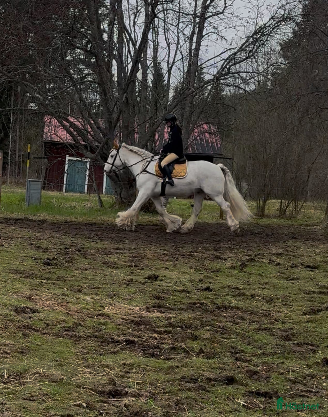  hästar Drömhäst  i Ljungaverk - Annons 1