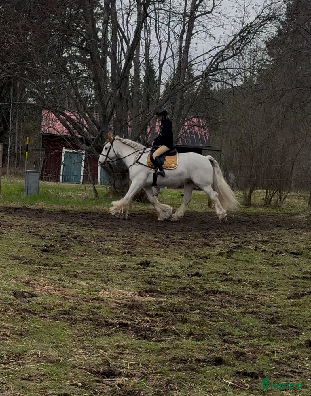 Allround hästar till salu: Drömhäst  i Ljungaverk - Annons 1