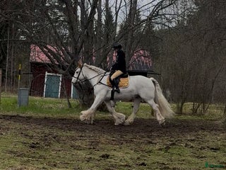 hästar Drömhäst i Ljungaverk - Annons 16