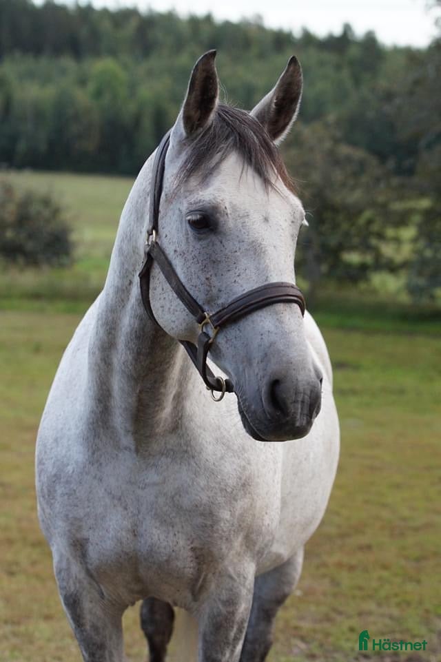  medryttarhäst finnes: Medryttare sökes  i Södertälje - Annons 1