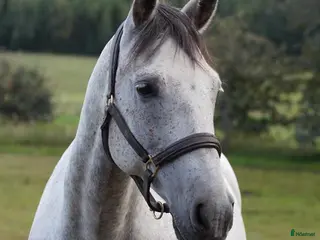 medryttarhäst finnes: Medryttare sökes i Södertälje - Annons 1