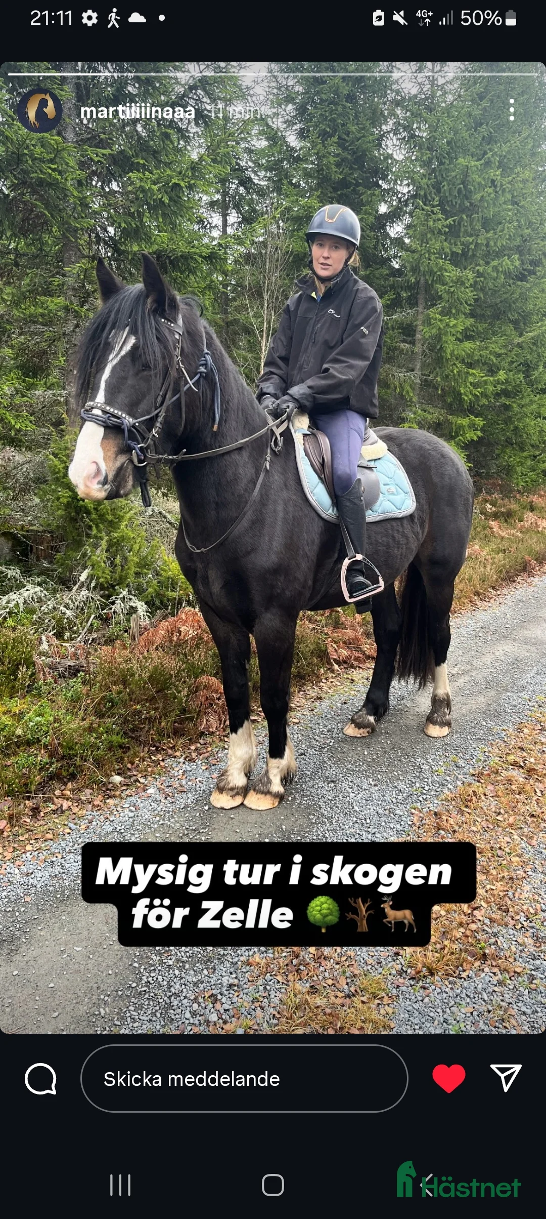 Allround hästar till salu: Vacker unghäst - Annons 5