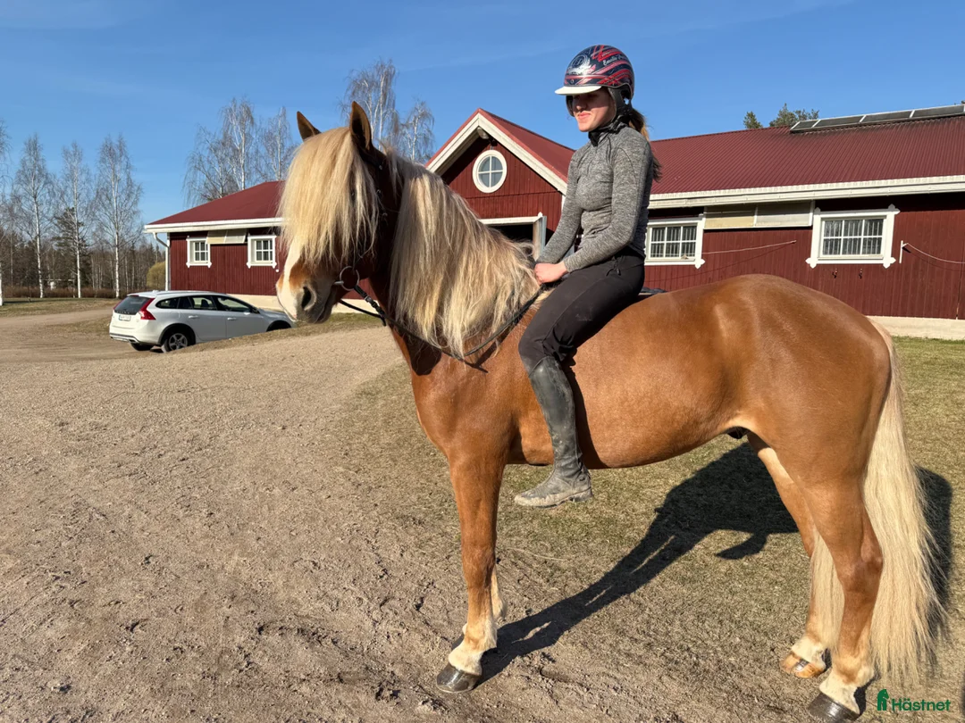 Allround hästar till salu: Fantastiskt vacker och trevlig kallblodsvalack. - Annons 2
