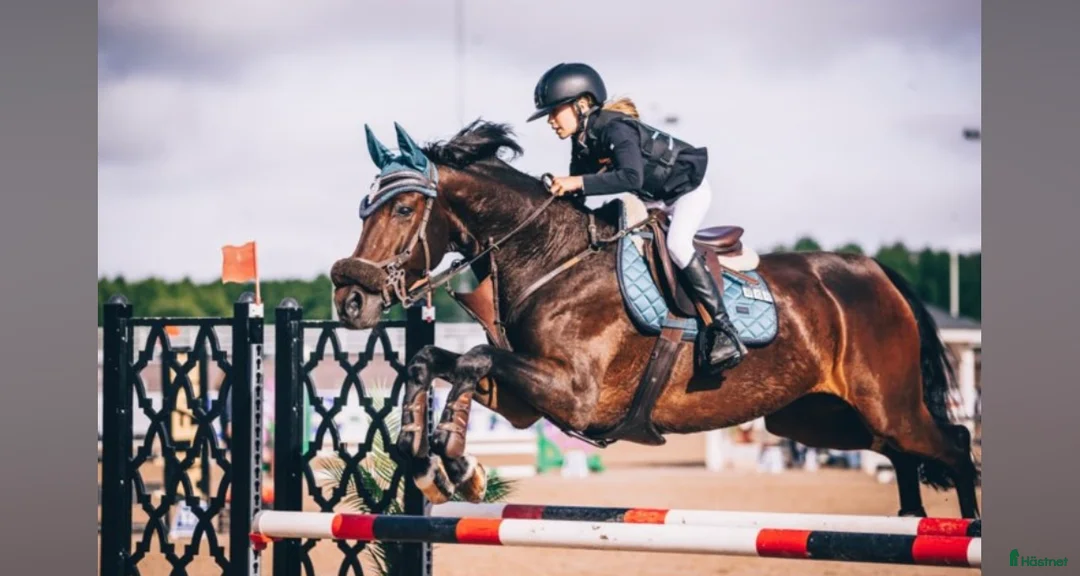 Hoppning hästar till salu: Häst för satsande children lr Junior  - Annons 1