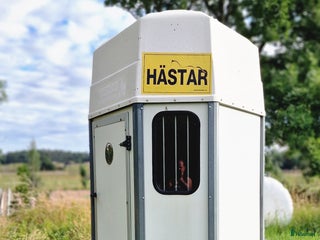 Hästtransporter fordon & transport till salu: Gaupen/värmlandsvagnen i Norrköping - Annons 2