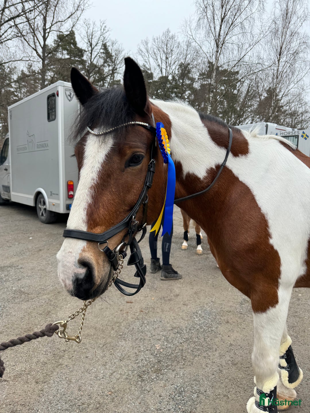 Träns hästutrustning till salu: Rambo micklem träns i Stockholm - Annons 1