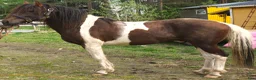Allround hästar till salu: 5 Paso Fino hingstar/ston en, fler el. foder - Annons 16