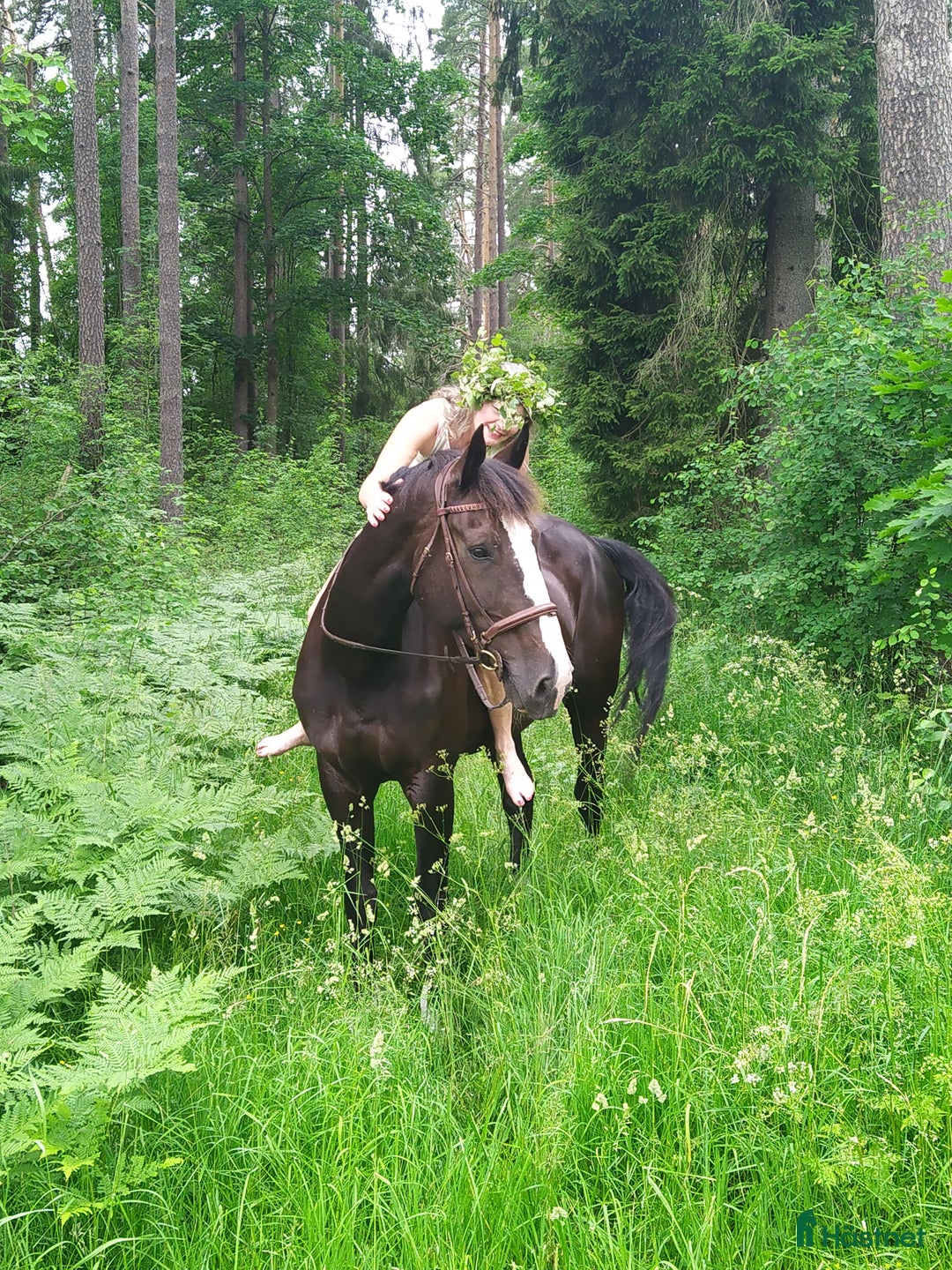  medryttarhäst finnes: Medryttare till tidigare Grand Prixhäst  i Björklinge - Annons 6