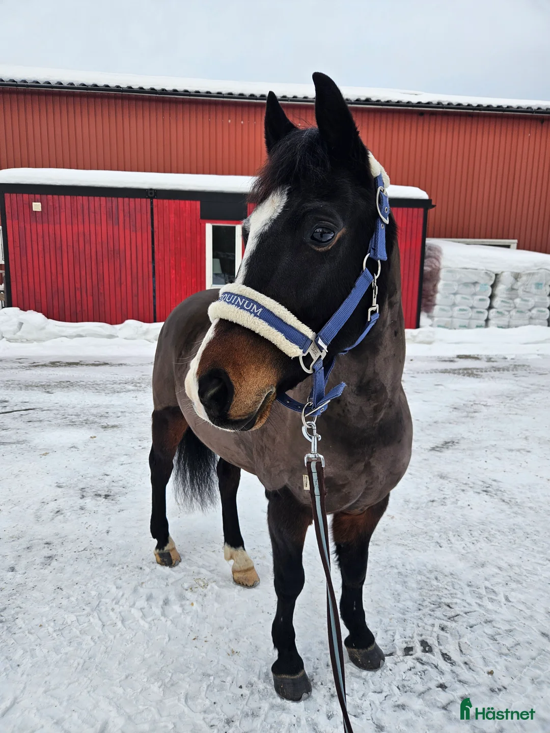 Dressyr hästar till salu: B-ponny med potential ⭐️ - Annons 2
