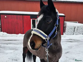 hästar B-ponny med stor potential ⭐️ - Annons 5