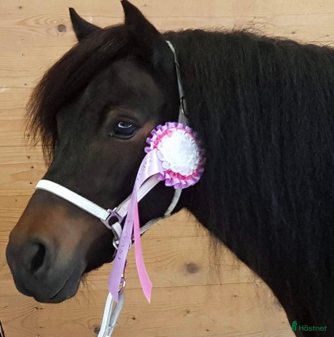 Allround hästar till salu: Lovande bruksponny i Vollsjö - Annons 10