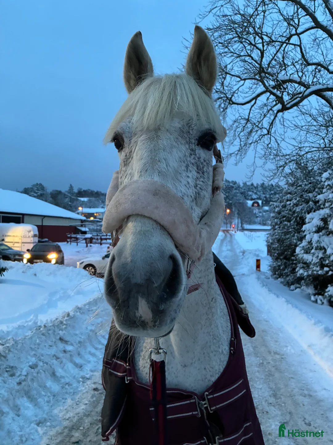 Allround hästar till salu: Fin häst för den som vill ha utmaning - Annons 2