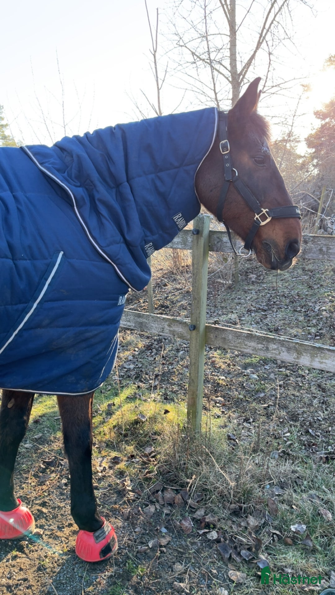 Täcken hästutrustning till salu: Rambo Horsewear stalltäcke i Värmdö - Annons 2