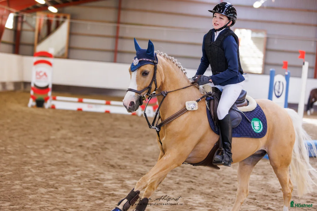 Allround hästar till salu: Svenskfödd welsh C-ponny i Södra Sandby - Annons 1