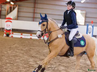 hästar Svenskfödd welsh C-ponny - Annons 14