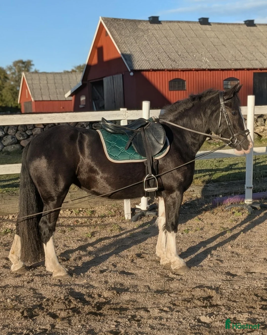 Allround hästar till salu: Projekt! Trevlig D-ponny  - Annons 2
