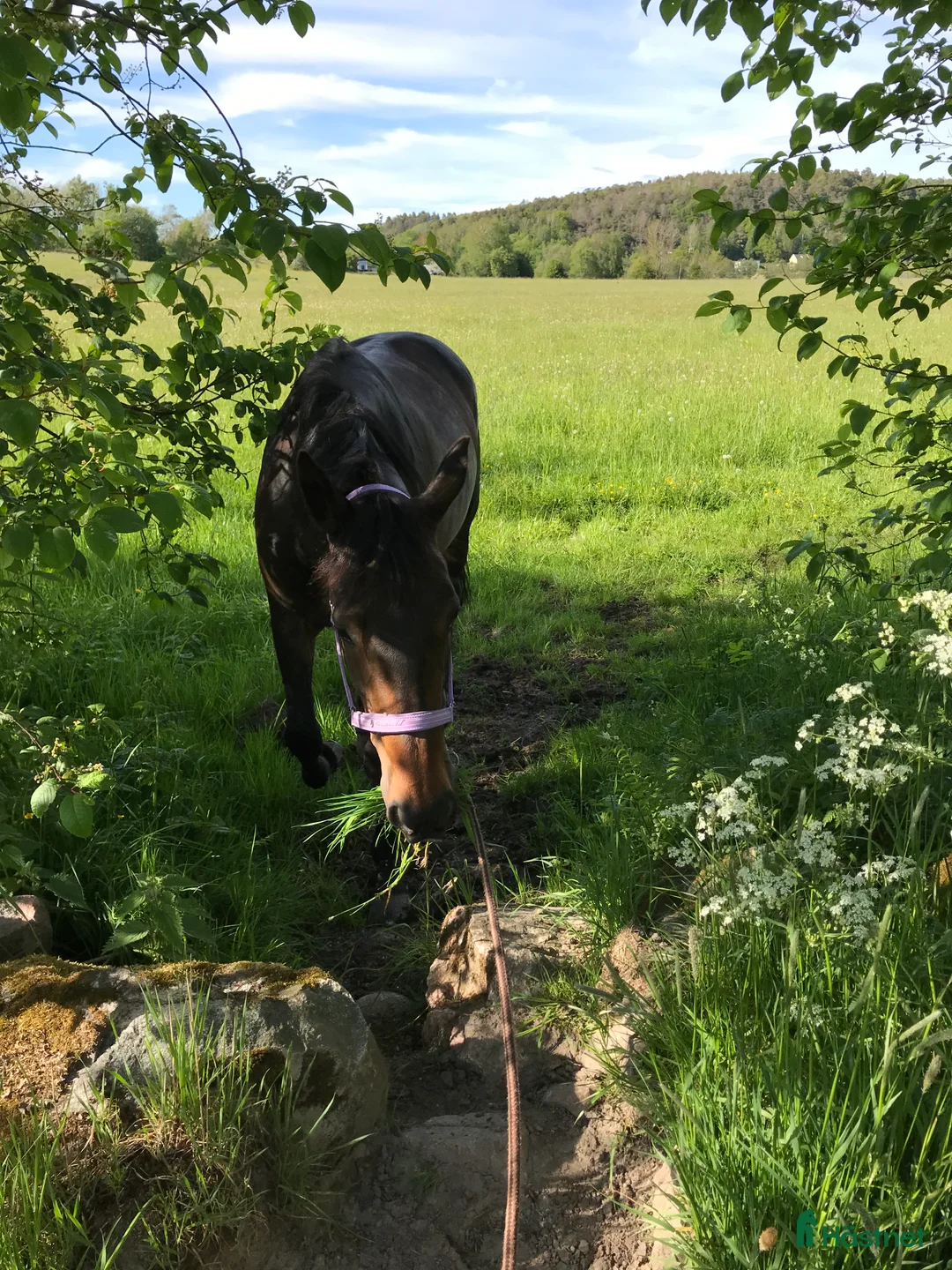 Galleribild {{count}}