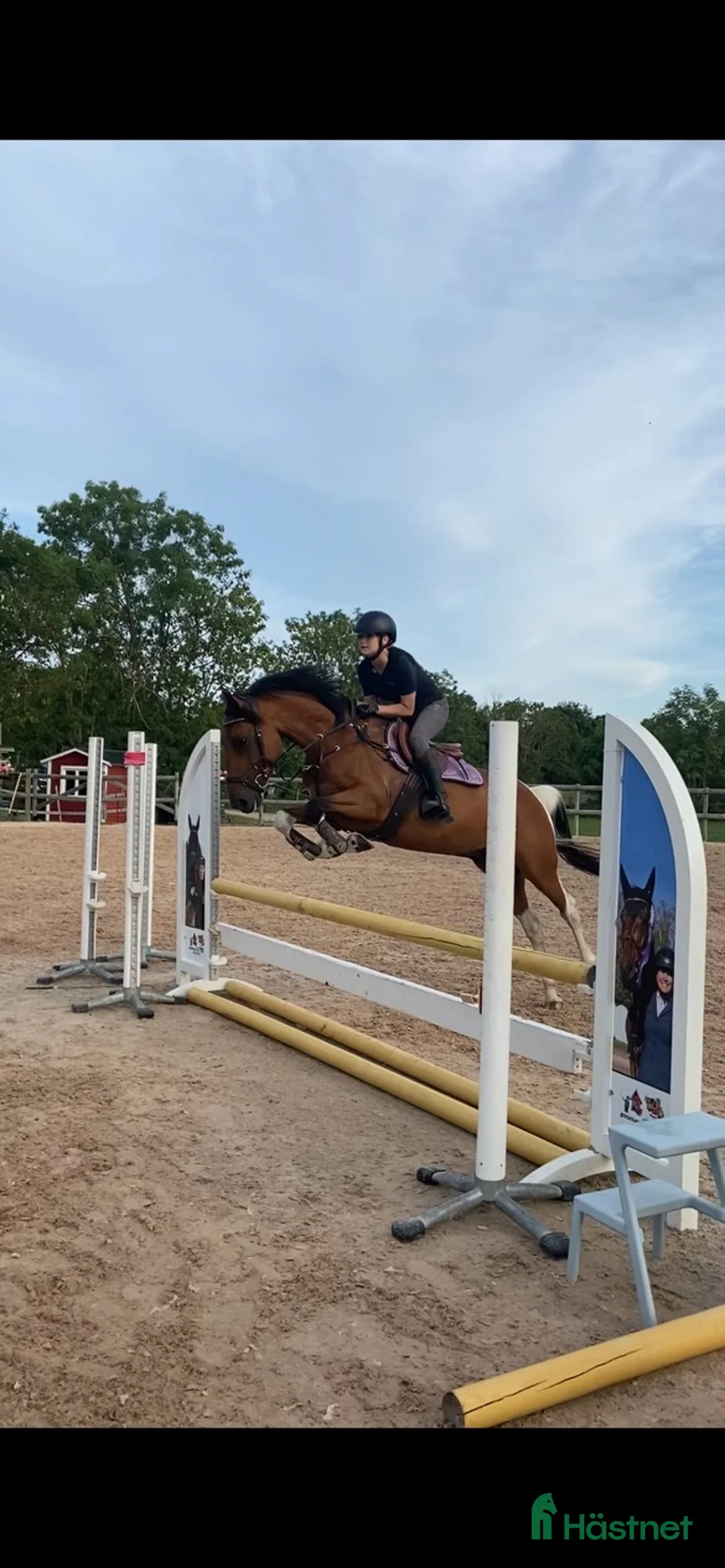 Hoppning hästar till salu: 🌟Framtidsponny för satsande ryttare!🌟 - Annons 1