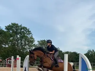 hästar 🌟Framtidsponny för satsande ryttare!🌟 - Annons 17