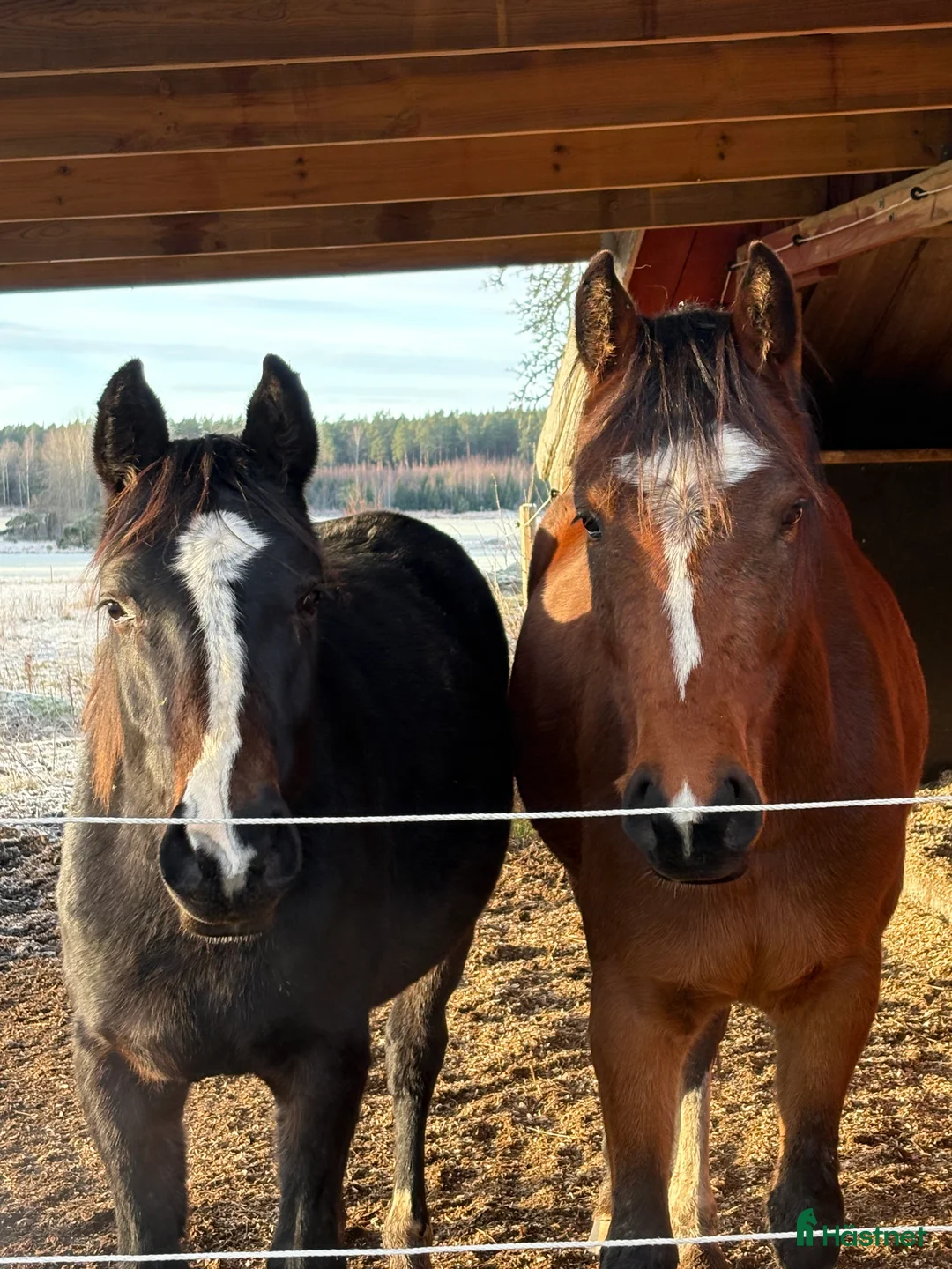 Hoppning hästar till salu: Tvååring med toppstam för hoppning - Annons 1
