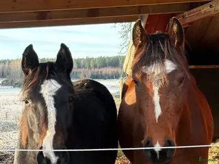 hästar Tvååring med toppstam för hoppning - Annons 8