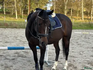 hästar Framtida fölsto💜 - Annons 1