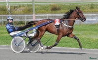  hästar Startklar valack 7år - Annons 1
