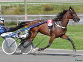hästar Startklar valack 7år - Annons 4
