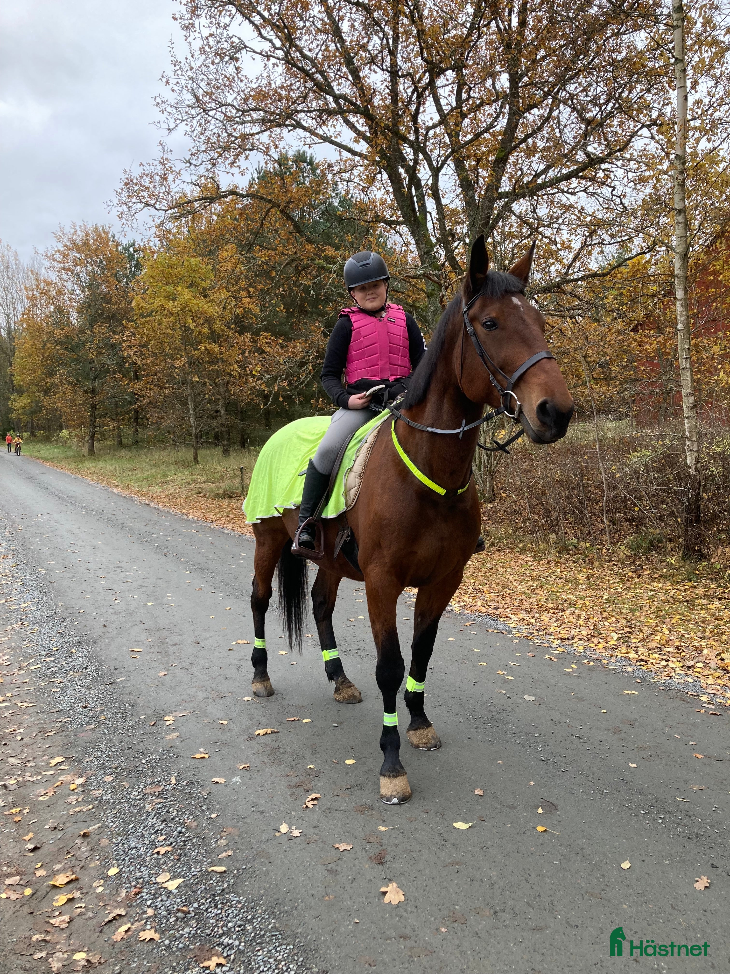 Övrig utrustning övrig utrustning till salu: Medryttarhäst sökes!  - Annons 21