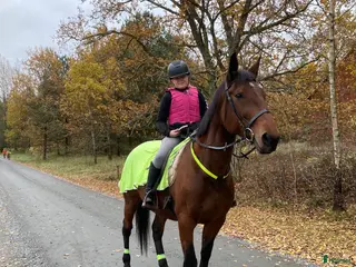 Övrig utrustning övrig utrustning till salu: Medryttarhäst sökes! - Annons 21