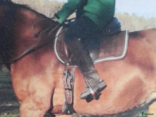 Sadeltillbehör hästutrustning till salu: 70 cm anatomisk sadelgjord. i Fågelmara - Annons 15