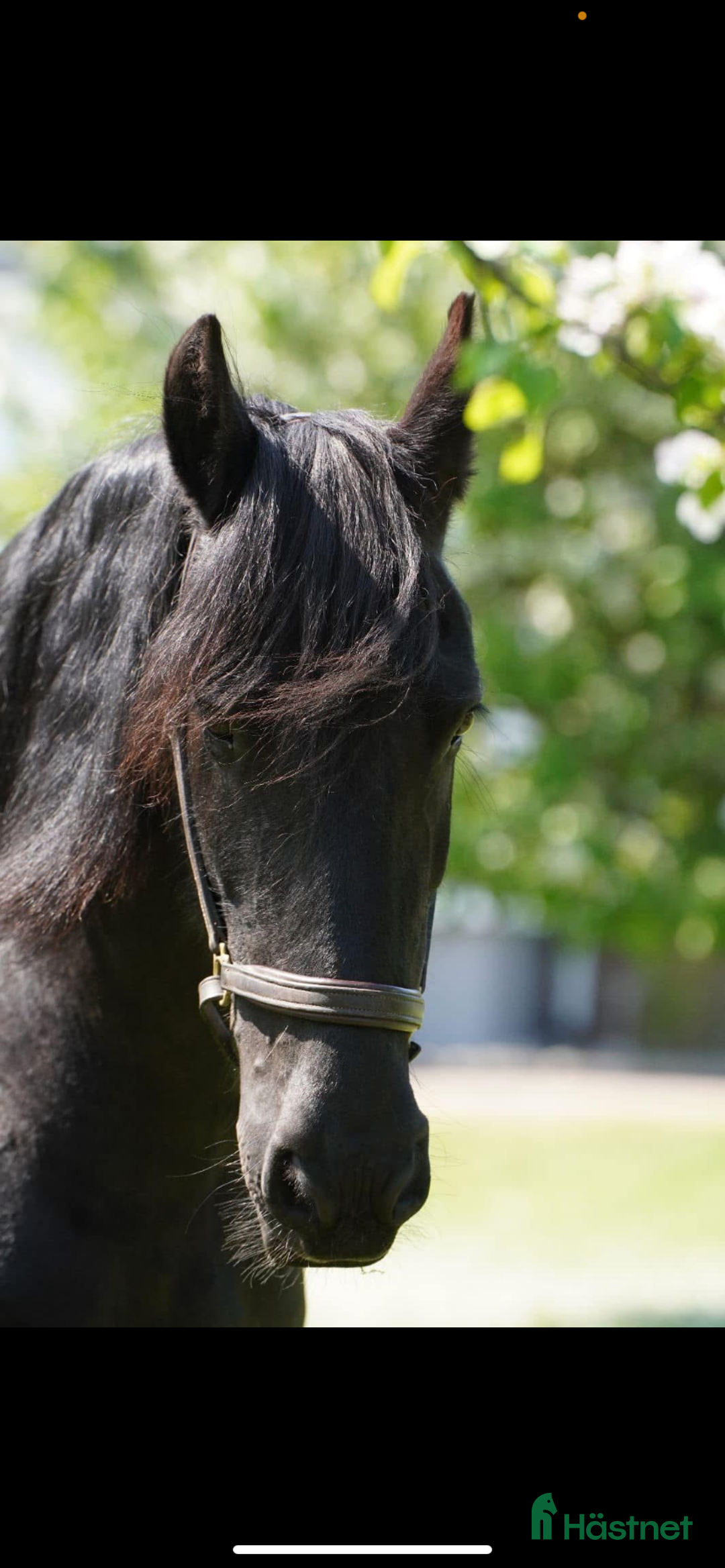 Dressyr hästar till salu: Vacker, vänlig och inkännande Frieser i Veddige - Annons 5