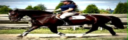 Allround hästar till salu: 6 yo Silesian Gelding–Family & Recreational Horse - Annons 8