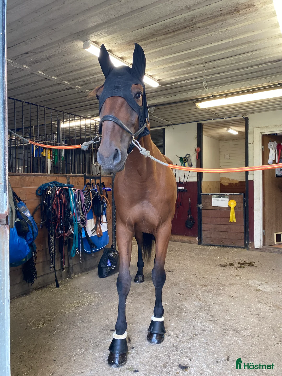 Sällskap hästar till salu: Duke ratzeputz  i Timrå - Annons 5