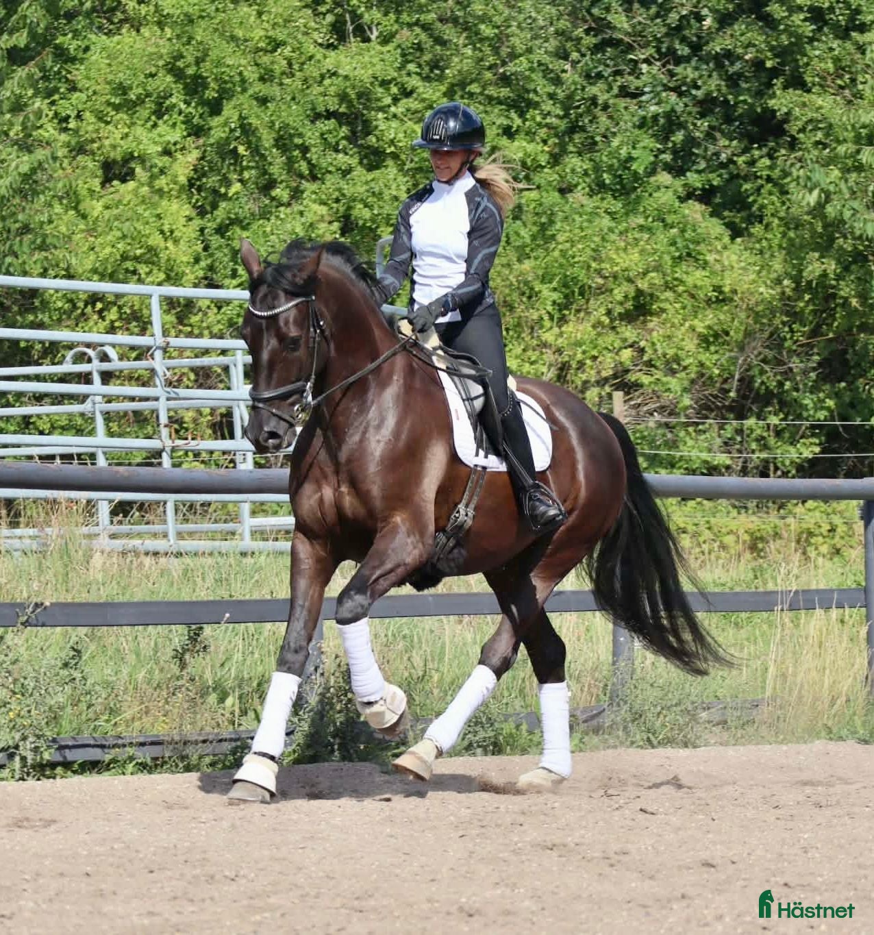  hästar DV/Oldenborg vallak med kanon temperament - Annons 20