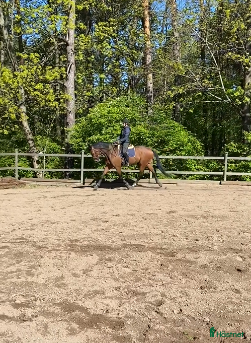  hästar Söker dressyrhäst i Vallentuna - Annons 1