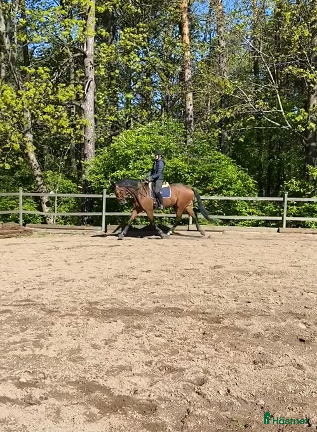 Dressyr hästar sökes: Söker dressyrhäst i Vallentuna - Annons 1