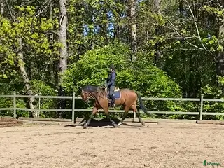 hästar Söker dressyrhäst i Vallentuna - Annons 1