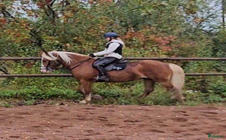  hästar i Stora Skedvi - Annons 16