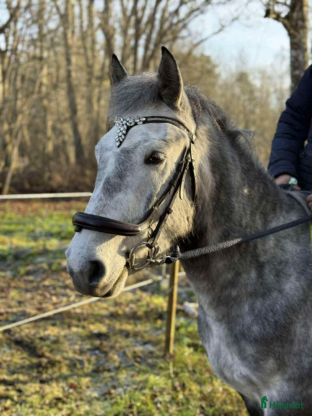 Allround hästar till salu: Svenskfödd, riden, supersnäll 3-åring med fin stam i Fjärdhundra - Annons 2