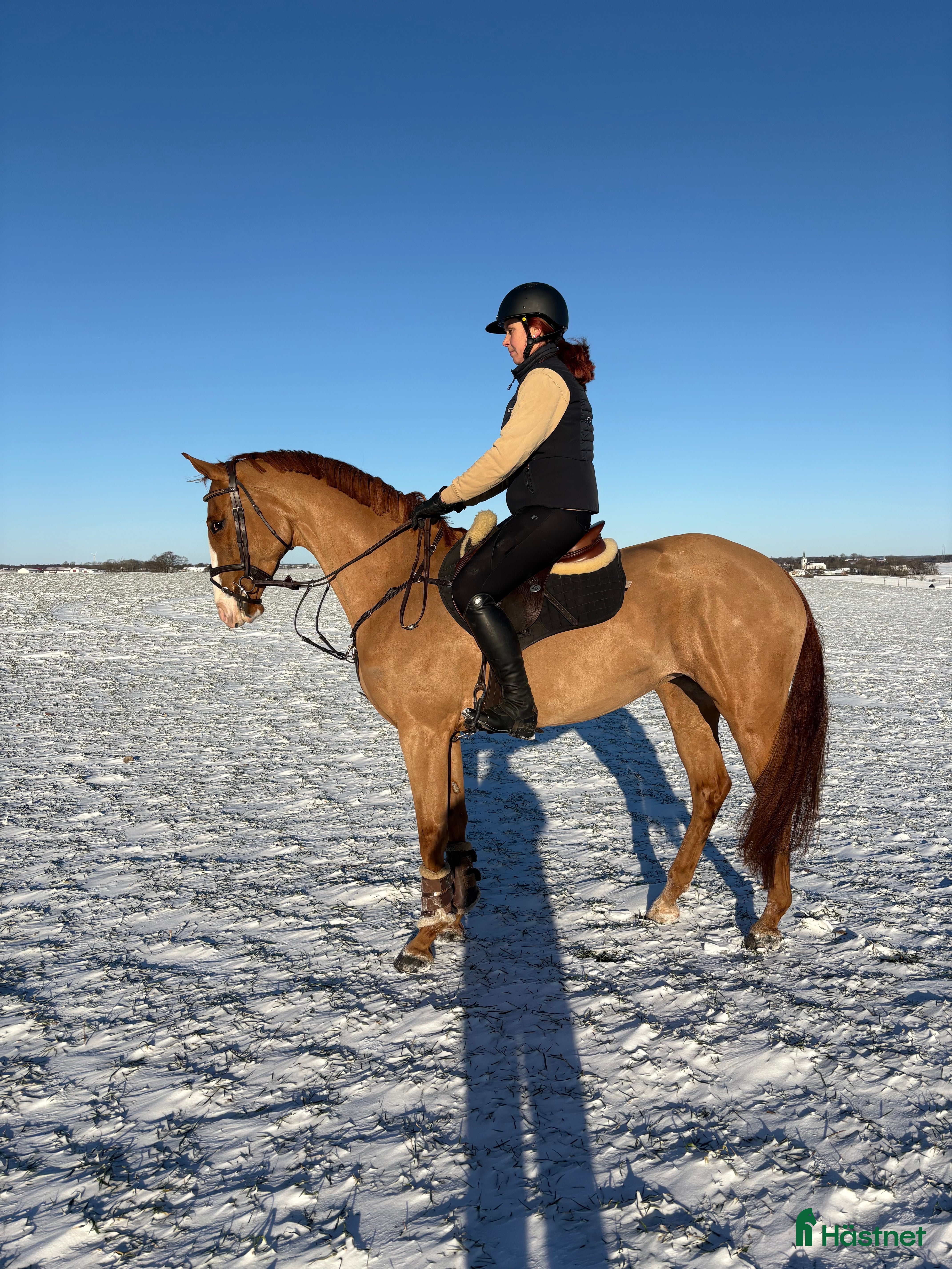  hästar Välriden 7-åring e Mr Vain i Tomelilla - Annons 6