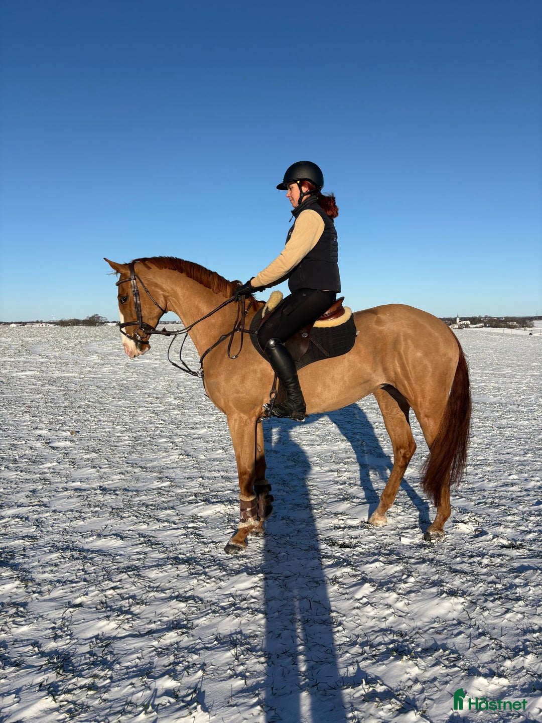 Hoppning hästar till salu: Välriden 7-åring e Mr Vain i Tomelilla - Annons 1