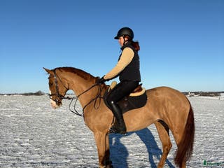 hästar Välriden 7-åring e Mr Vain i Tomelilla - Annons 4