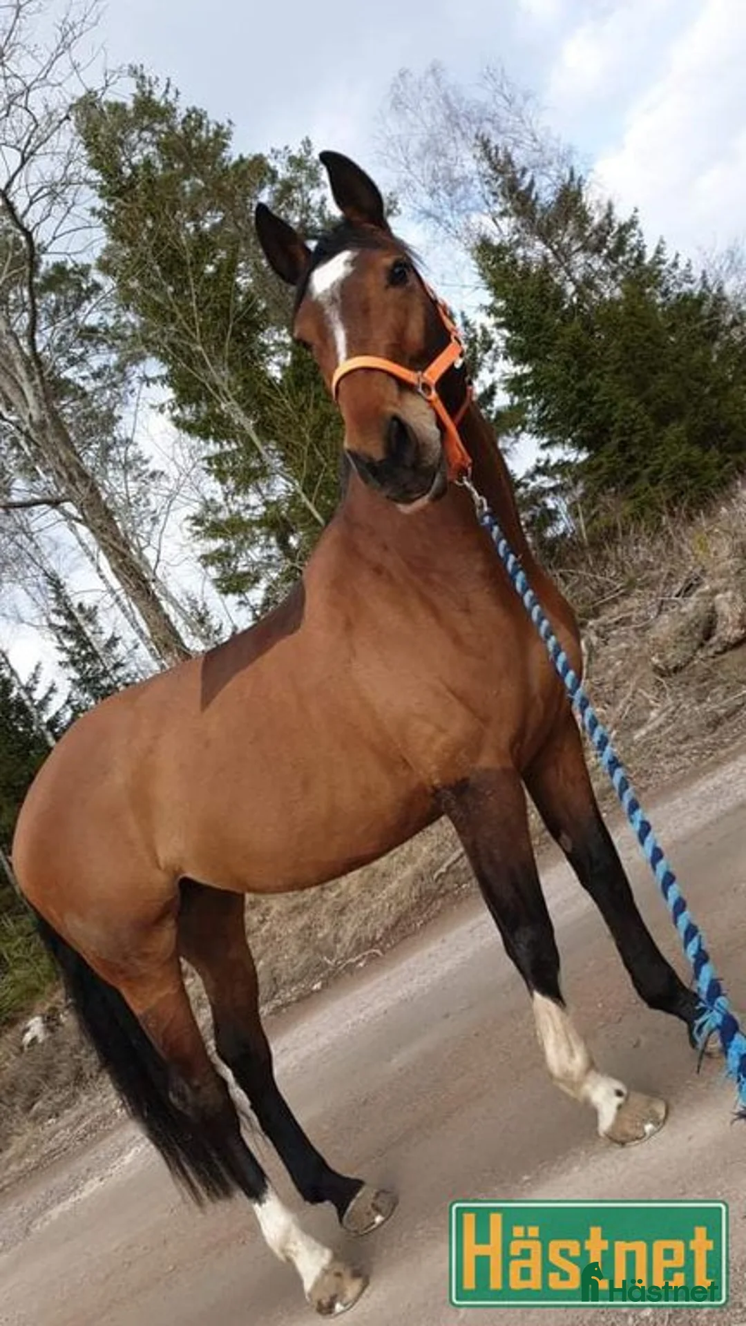 Hoppning hästar till salu: Välstammat sto - Annons 6